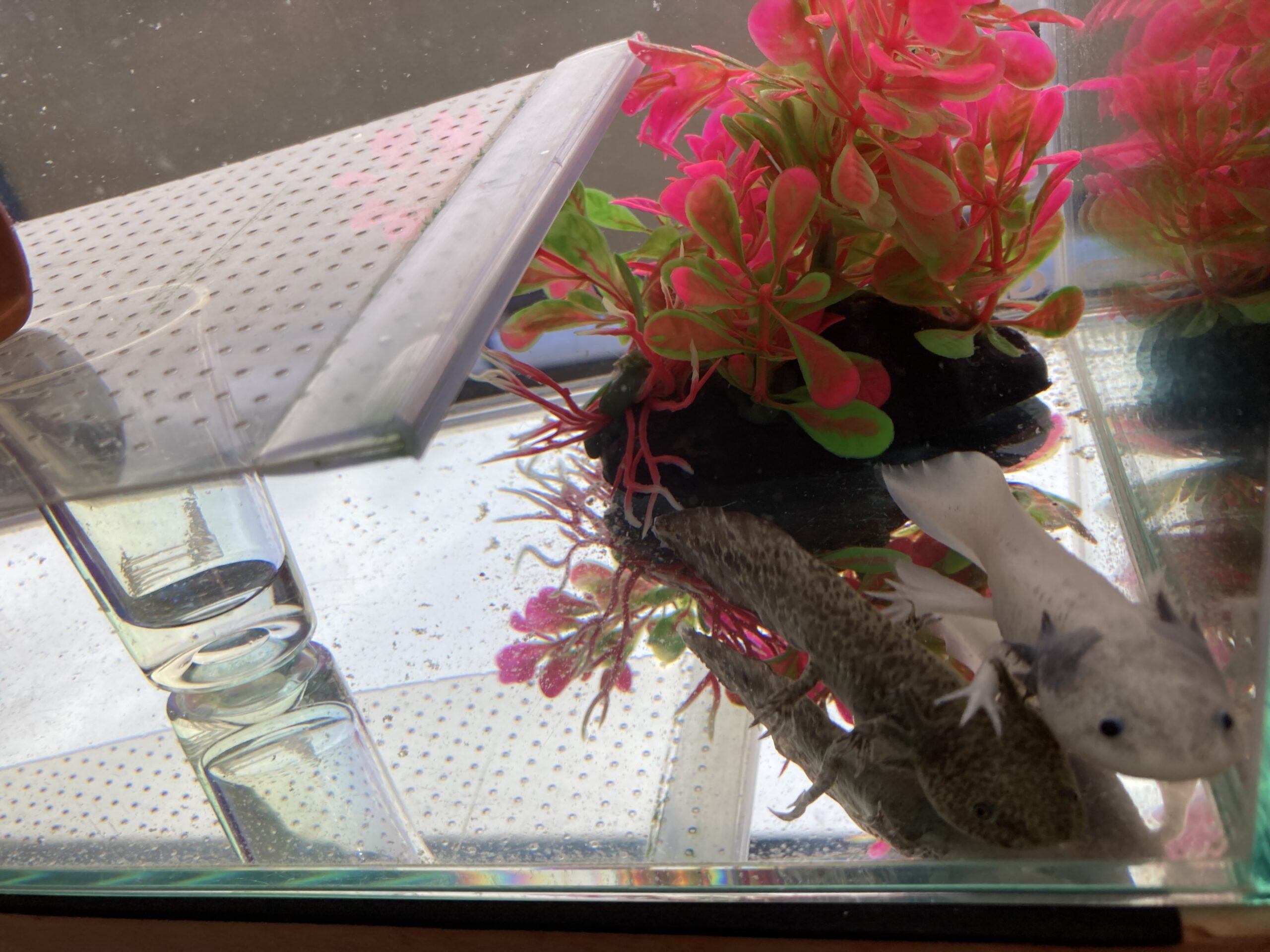 379日め！（ウパー殿さん）217日め！（マーブル）