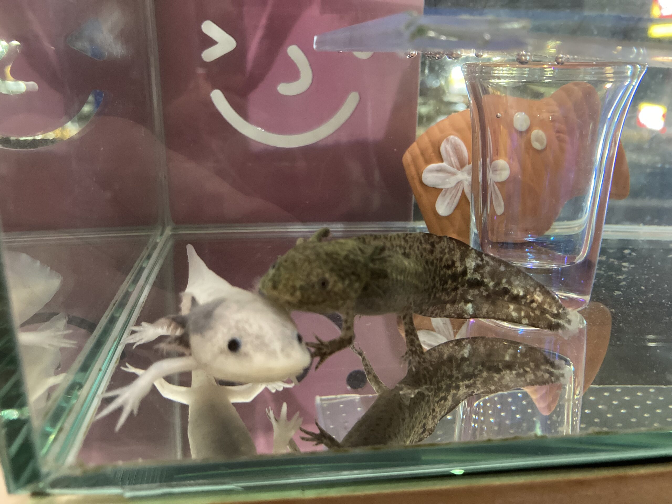 393日め！（ウパー殿さん）231日め！（マーブル）