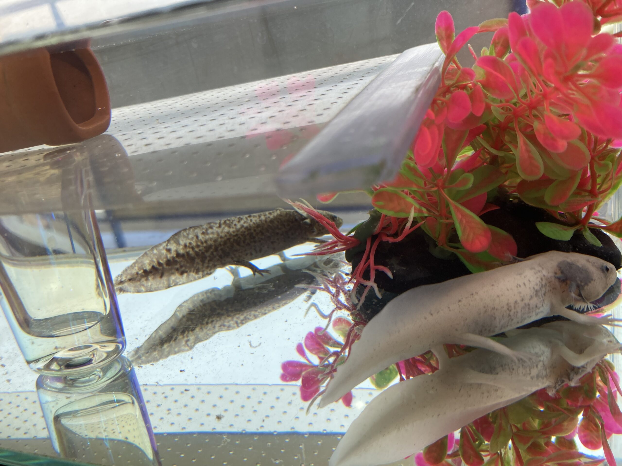 395日め！（ウパー殿さん）233日め！（マーブル）