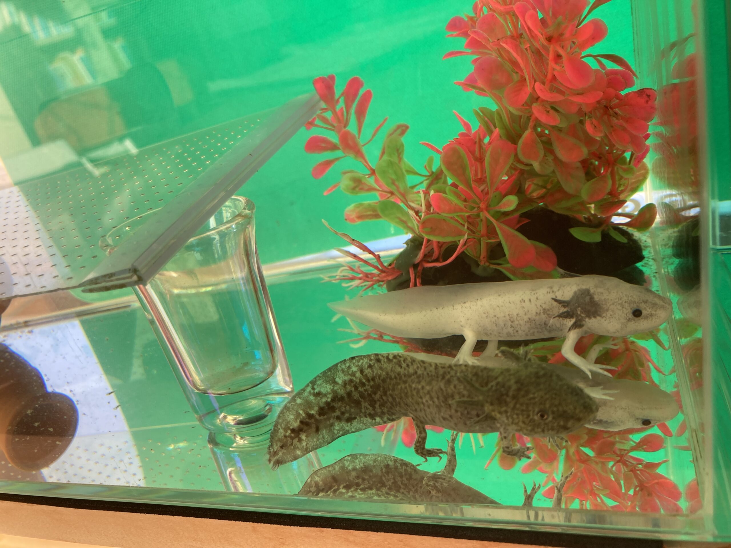 409日め！（ウパー殿さん）247日め！（マーブル）