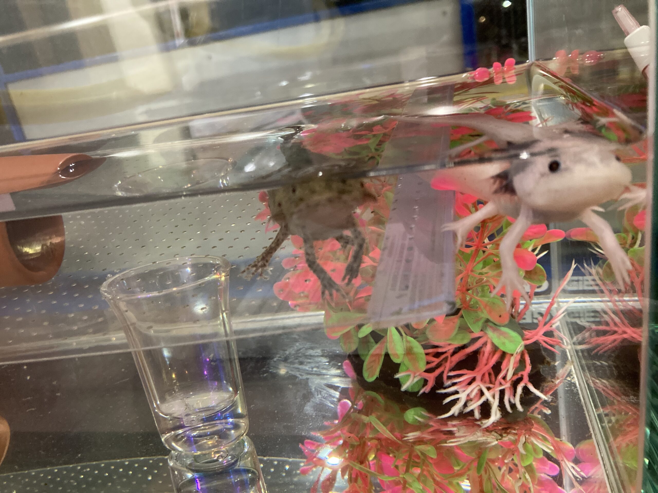 435日め！（ウパー殿さん）273日め！（マーブル）