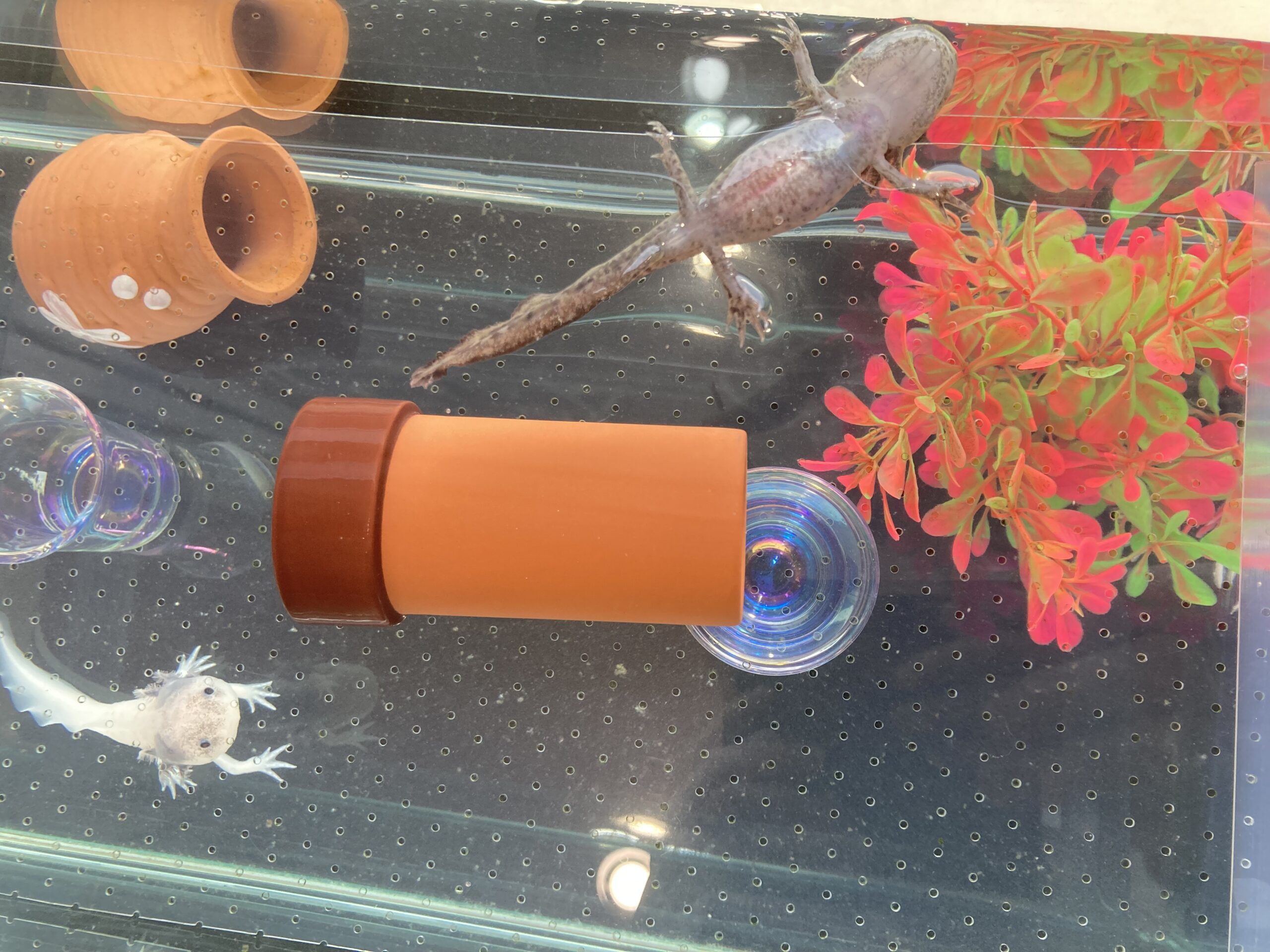 437日め！（ウパー殿さん）275日め！（マーブル）