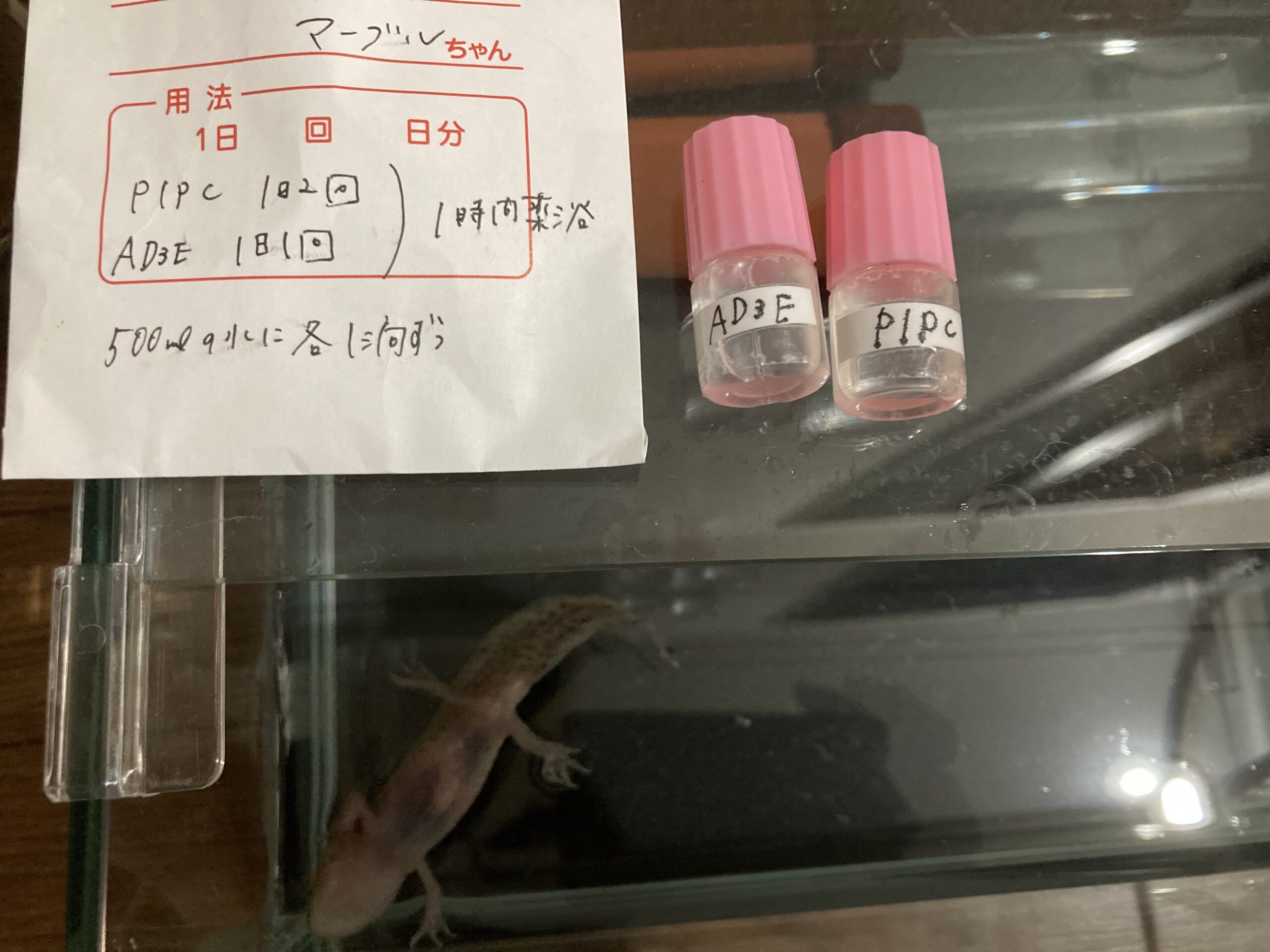 451日め！（ウパー殿さん）289日め！（マーブル）