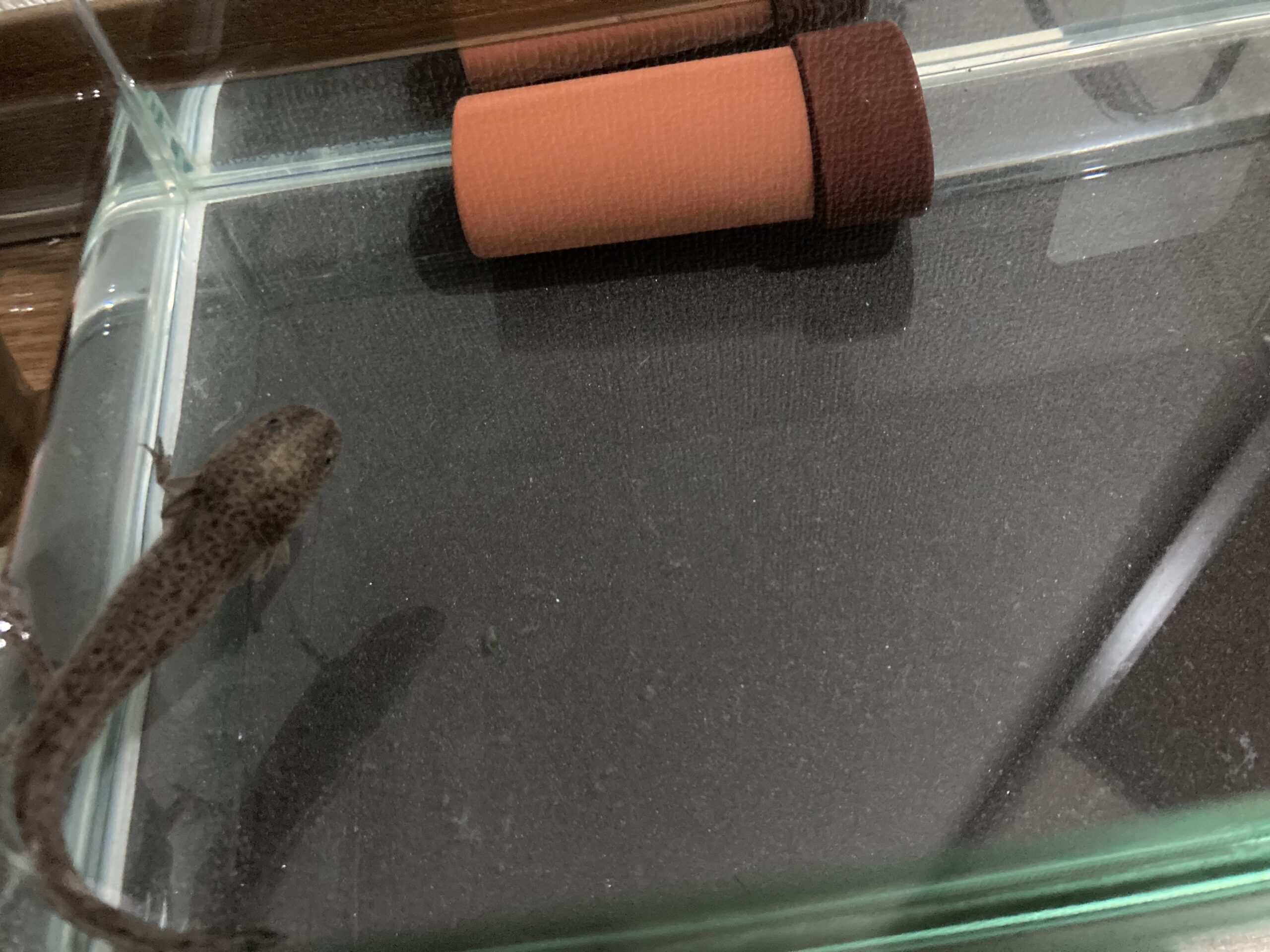 456日め！（ウパー殿さん）294日め！（マーブル）