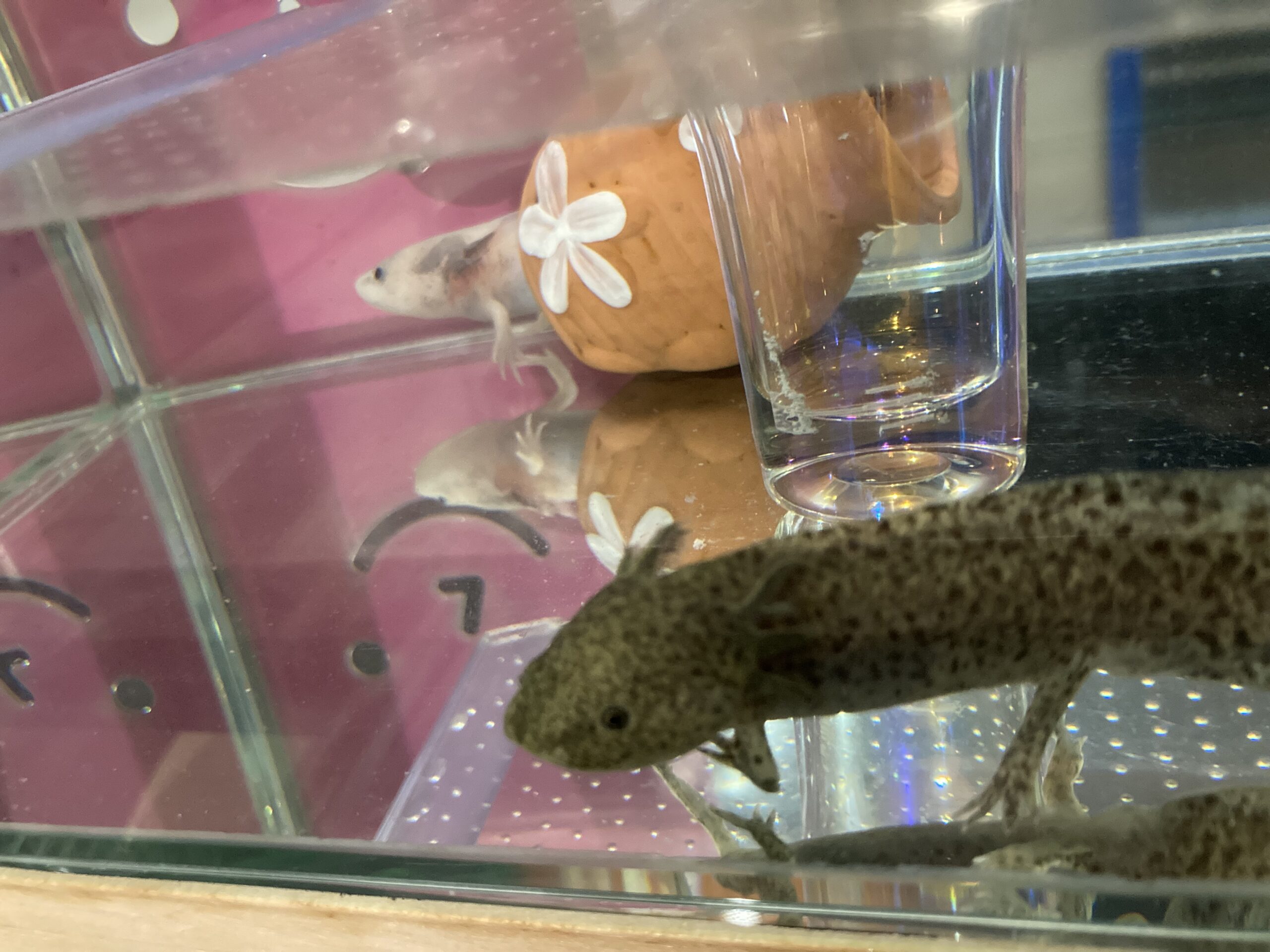 485日め！（ウパー殿さん）323日め！（マーブル）