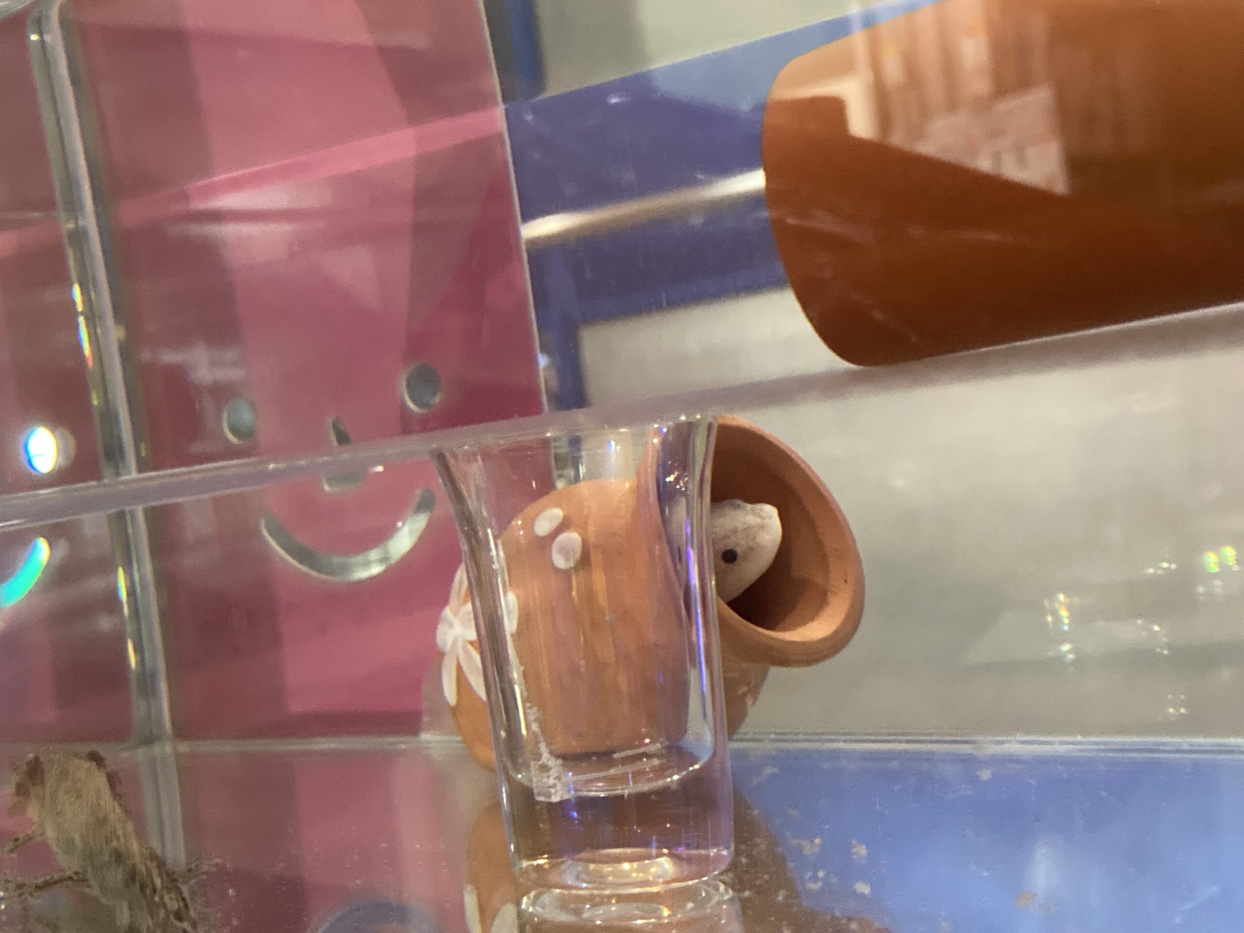 487日め！（ウパー殿さん）325日め！（マーブル）