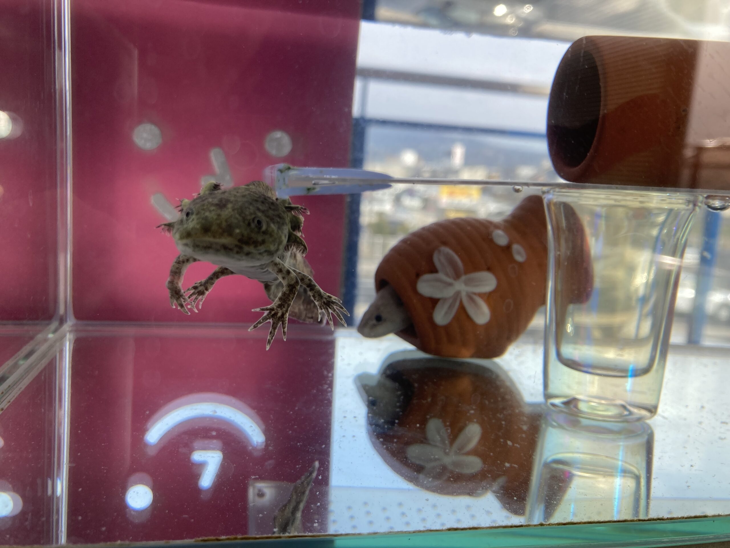 499日め！（ウパー殿さん）337日め！（マーブル）