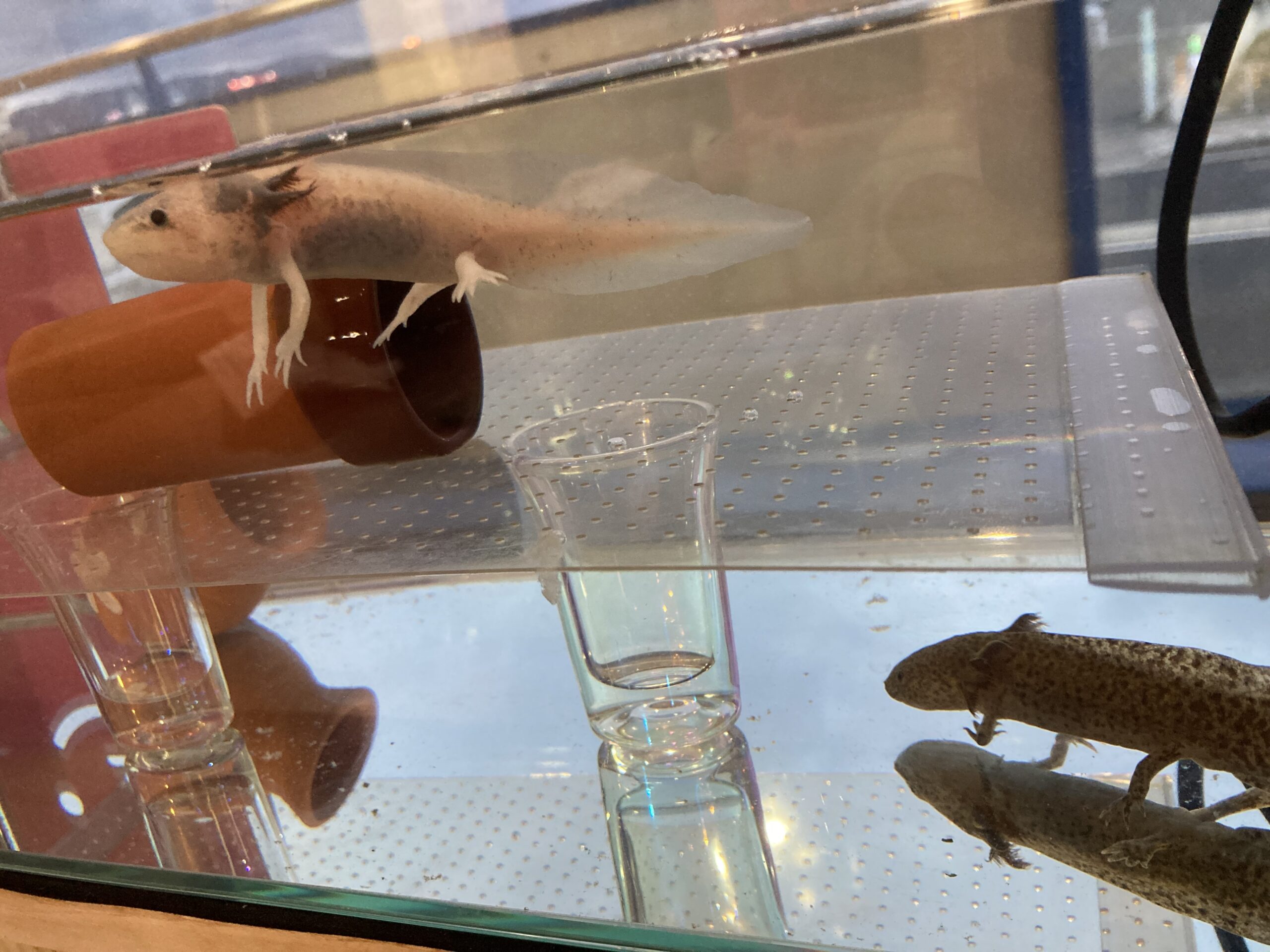 502日め！（ウパー殿さん）340日め！（マーブル）