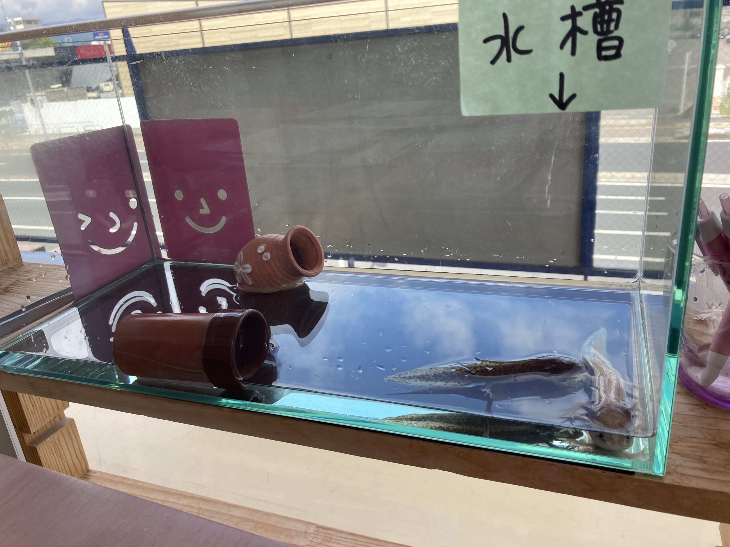630日め！（ウパー殿さん）468日め！（マーブル）育成に必要な備品①水槽